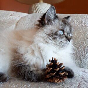 Meet your Posher, Natalie